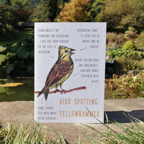 Birdwatching: Yellowhammer Blank Greetings Card
